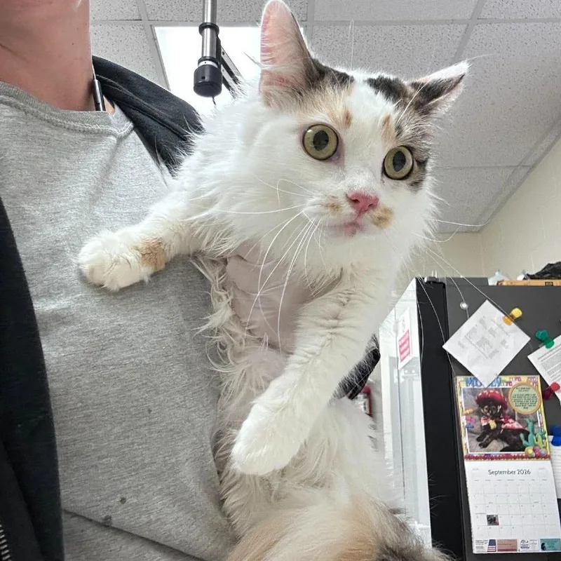 An adult medium-sized female Orange / Red Domestic Short Hair cat named Jasmine for adoption in Bastrop, TX