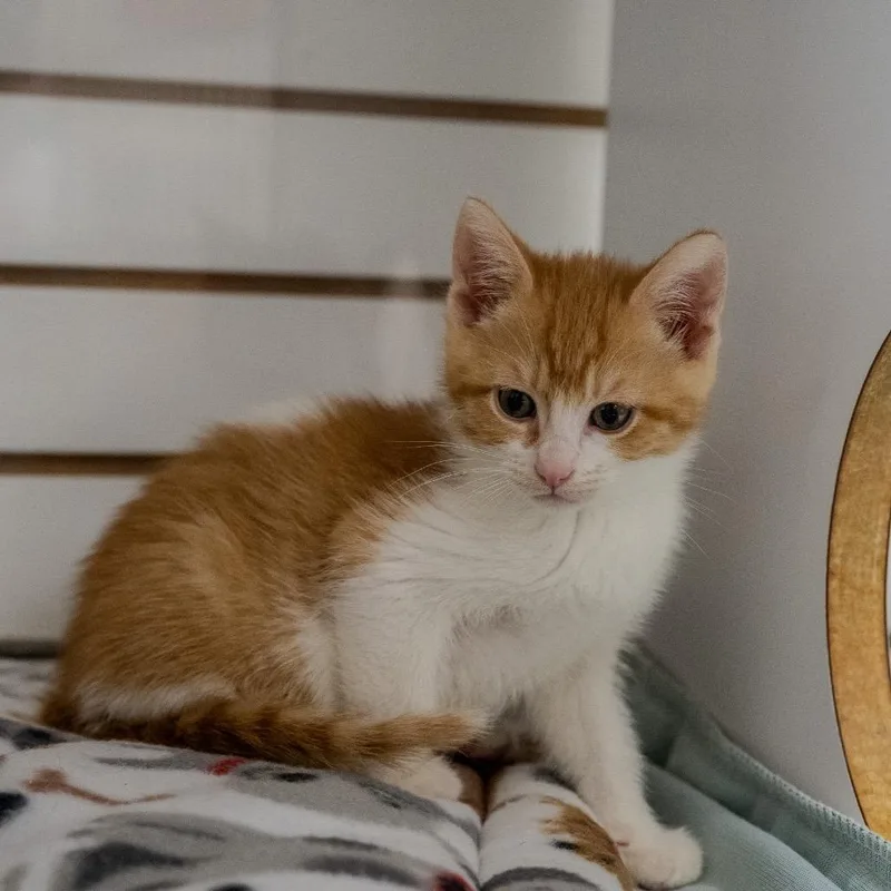 A baby small-sized male Orange / Red Domestic Short Hair cat named Huckleberry Pie for adoption in Pawling, NY