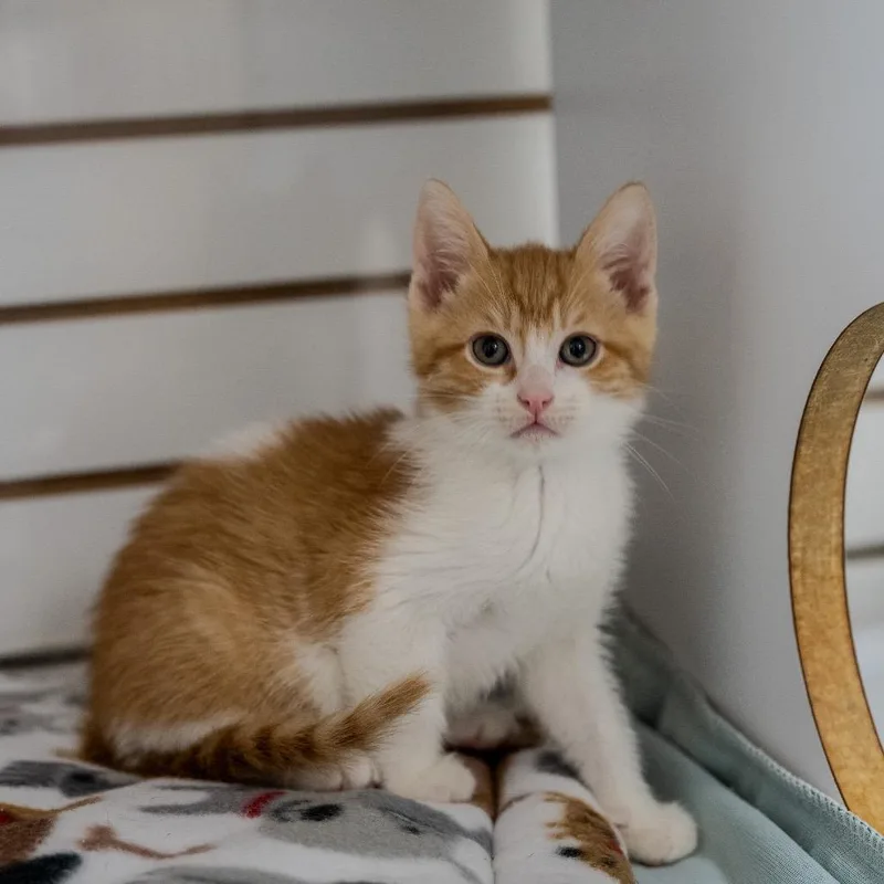 Huckleberry Pie thumbnail 2