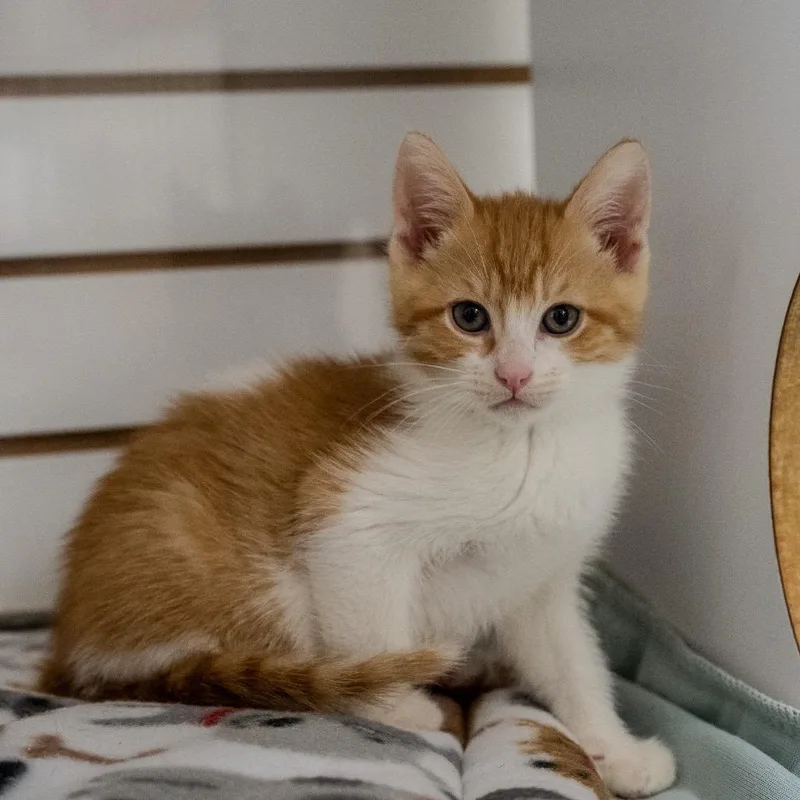 Huckleberry Pie thumbnail 3