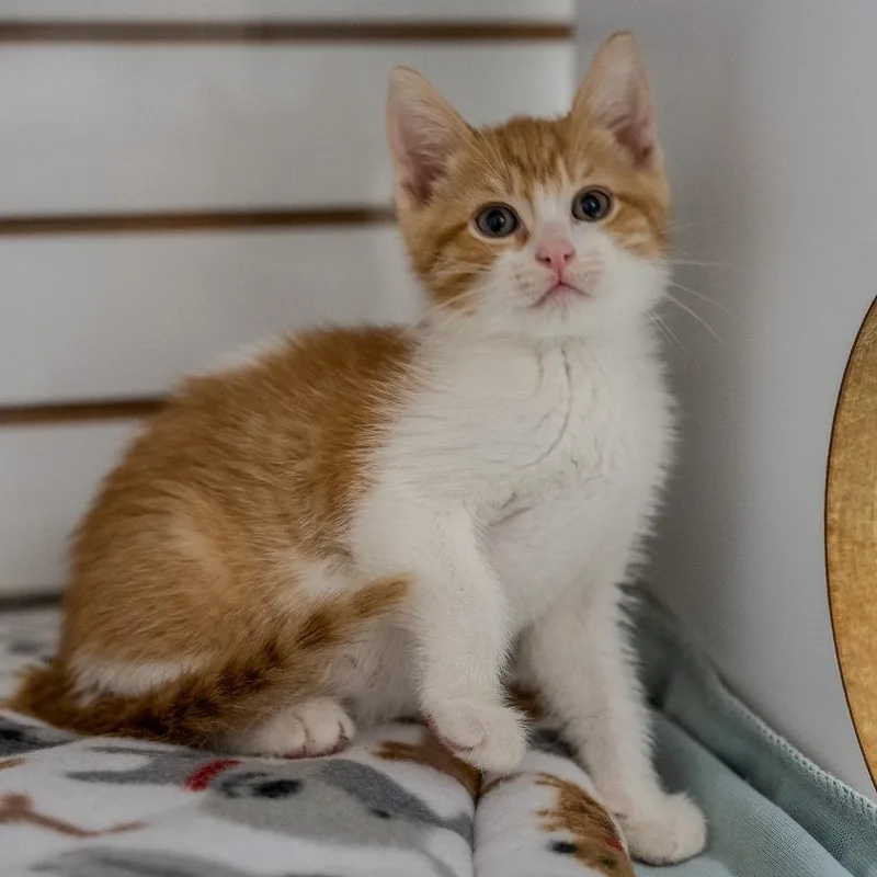 Huckleberry Pie thumbnail 4