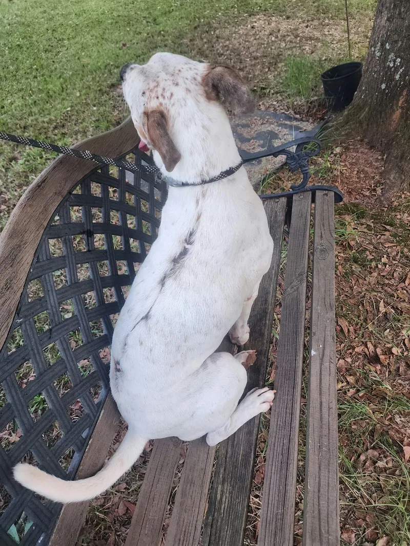 An adult large-sized male Red / Chestnut / Orange Mixed Breed dog named Highway for adoption in Salem, AL