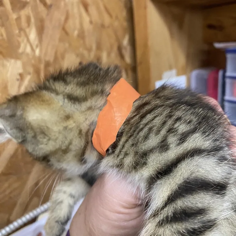 A baby small-sized male Brown / Chocolate Domestic Short Hair cat named Walleye for adoption in Blairsville, GA
