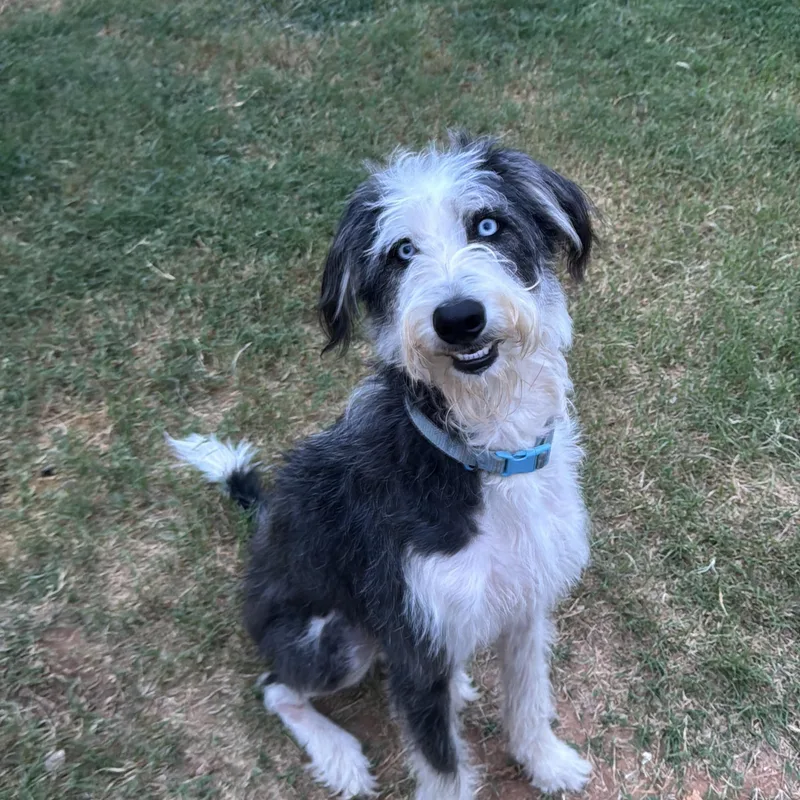 A baby medium-sized male Miniature Poodle dog named Onyx for adoption in Haslet, TX