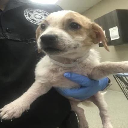 A baby small-sized female Maltese dog named Fanta for adoption in Dover, NH