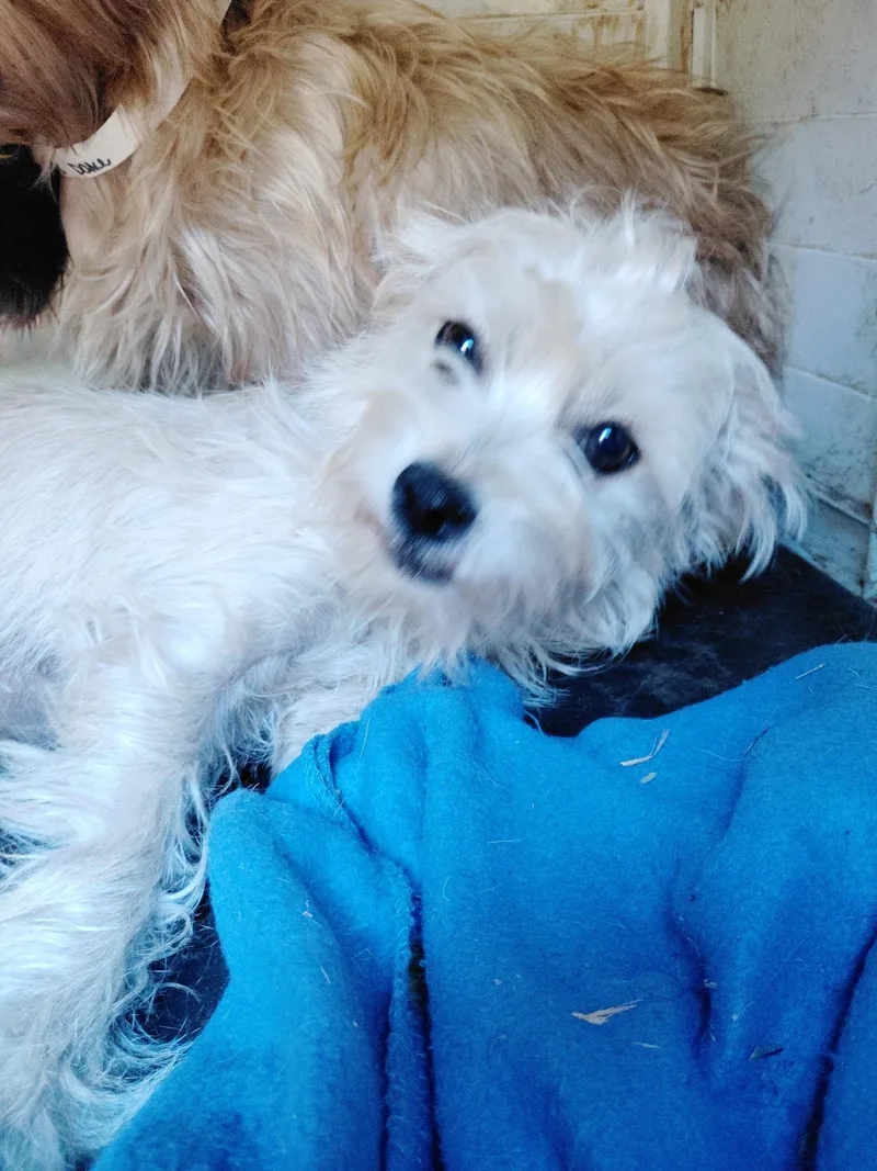 A baby small-sized female White / Cream Morkie dog named Oophelia for adoption in Garland, TX