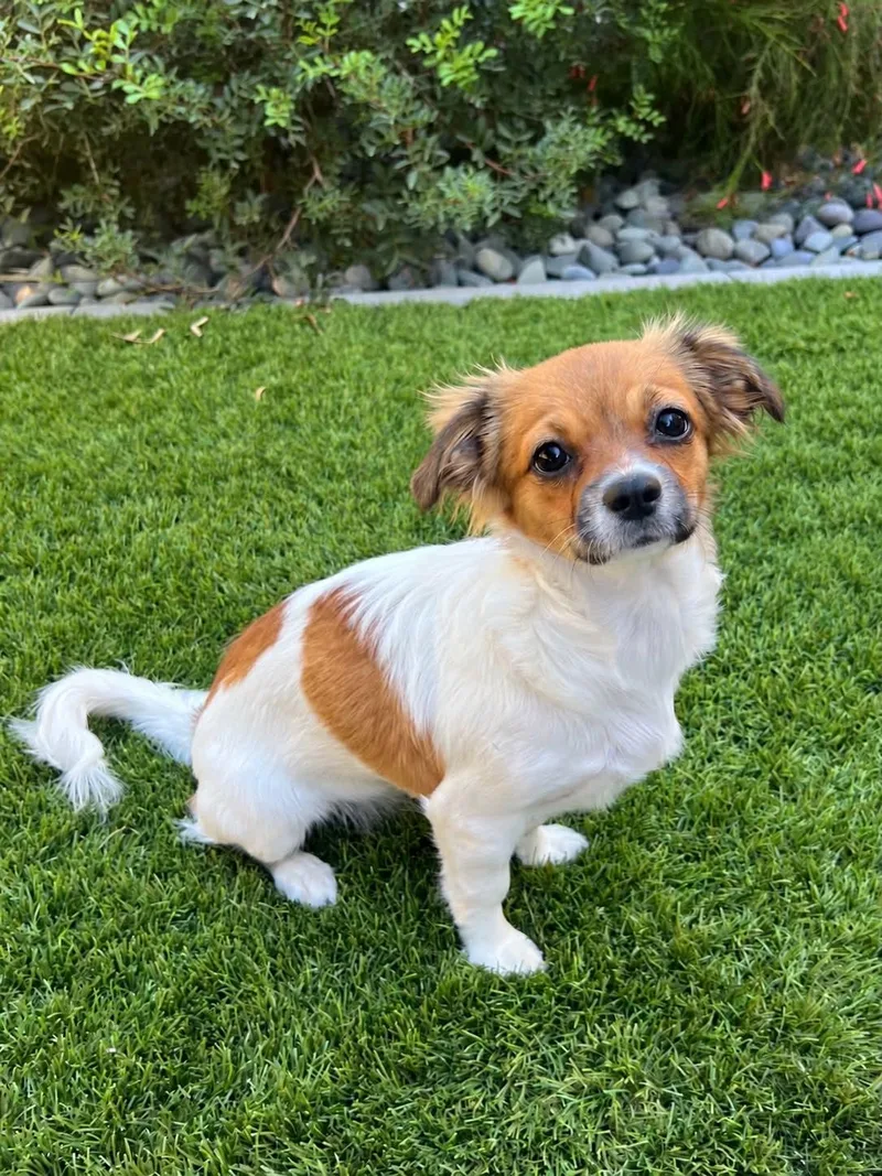 A baby small-sized female Chihuahua dog named Romi for adoption in Las Vegas, NV
