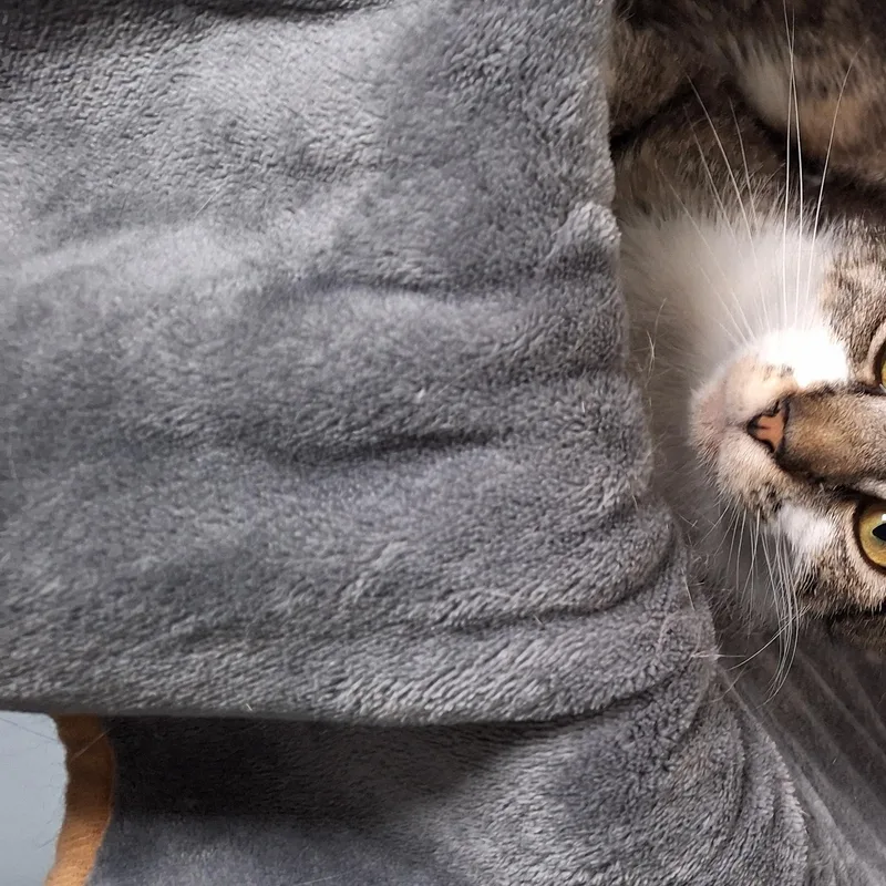 A young medium-sized female White Domestic Short Hair cat named Nellie for adoption in BUTLER, PA