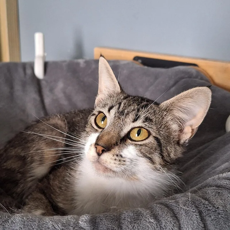 Nellie thumbnail 3