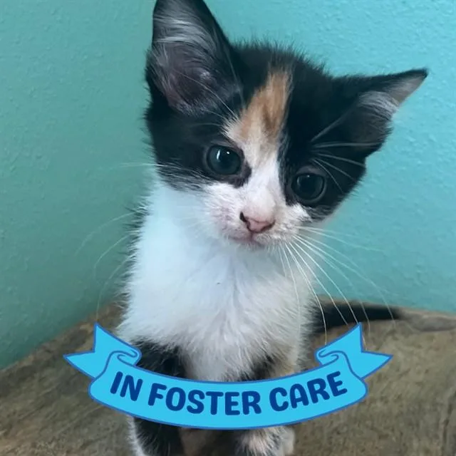 A baby small-sized female Domestic Short Hair cat named Opal for adoption in Tallahassee, FL