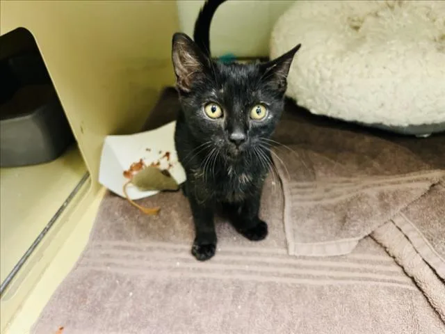 A baby small-sized female Domestic Short Hair cat named Savannah for adoption in Santa Fe, NM