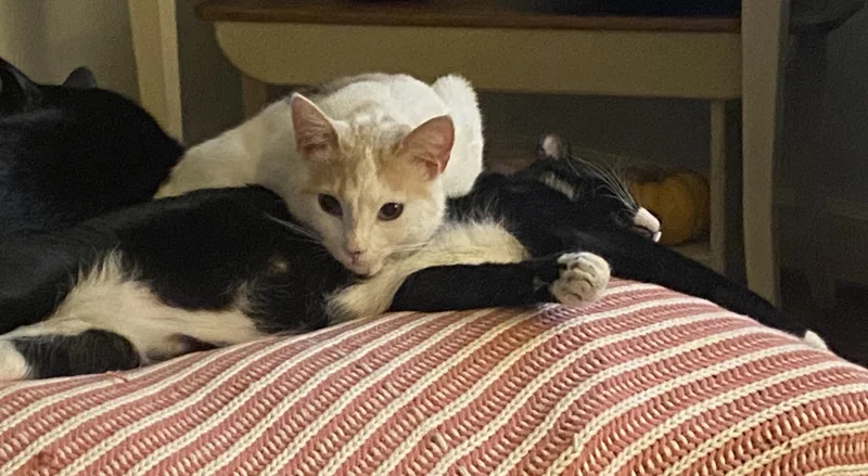 Twix  Bonded With thumbnail 2