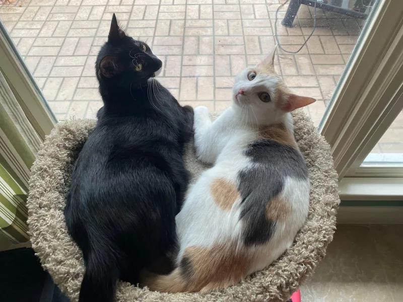 Twix  Bonded With thumbnail 5