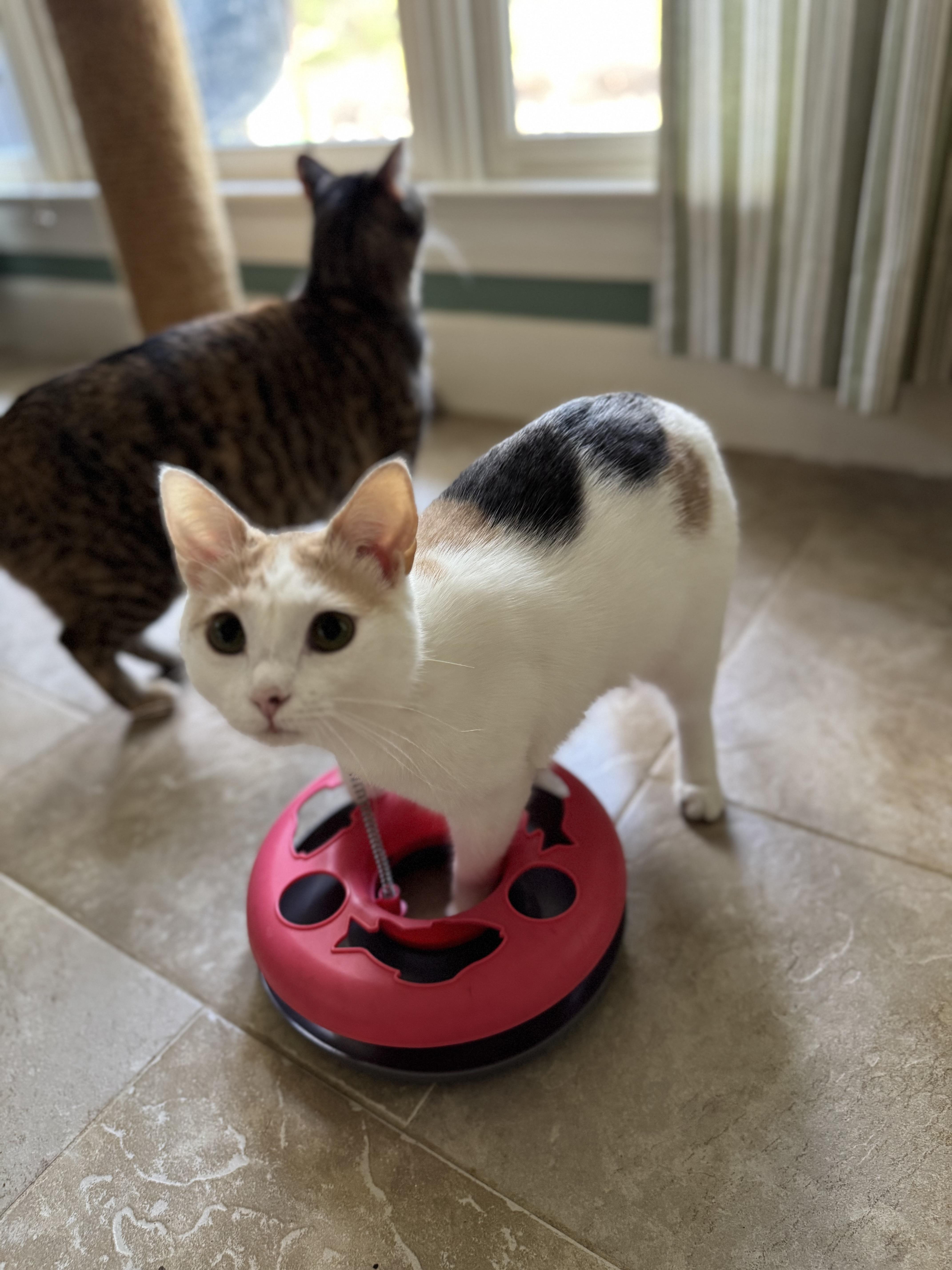 Twix  Bonded With thumbnail 6