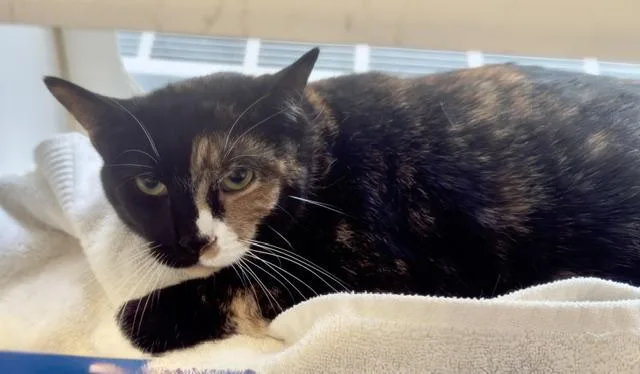 An adult large-sized female Domestic Short Hair cat named Teela for adoption in Reisterstown, MD