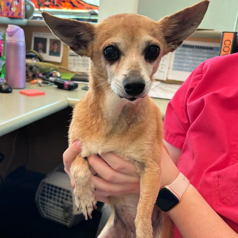A senior small-sized female Yellow / Tan / Blond / Fawn Chihuahua dog named Aphrodite for adoption in Lindon, UT