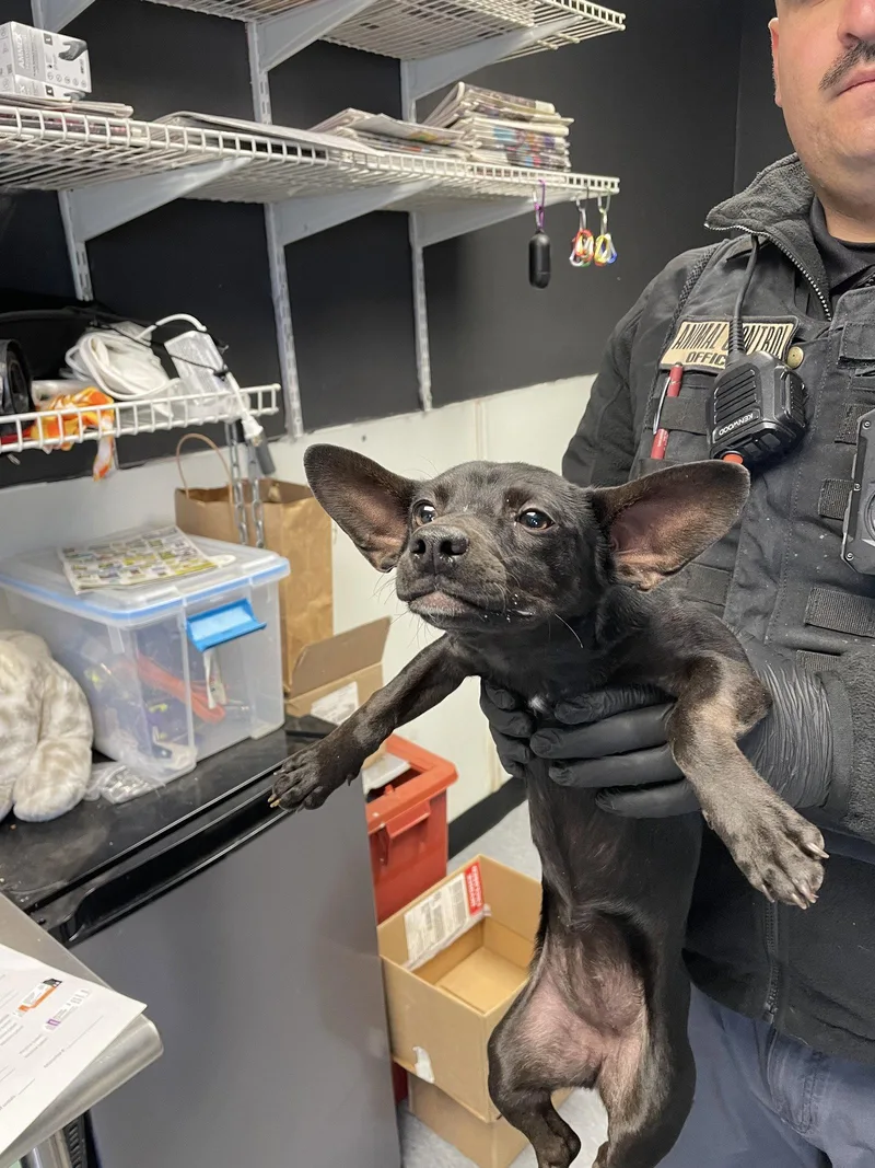 A young small-sized female Chihuahua dog named Betty Boop for adoption in Las Vegas, NM