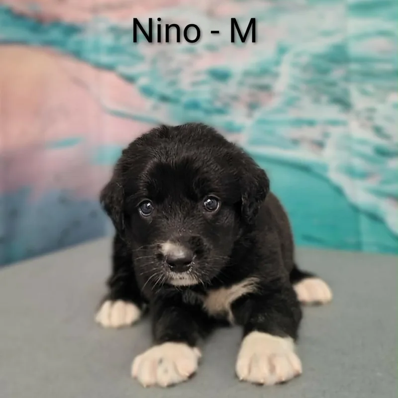 Nino
