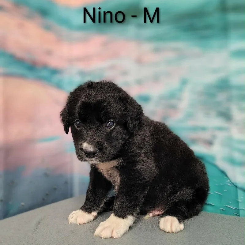 Nino thumbnail 2