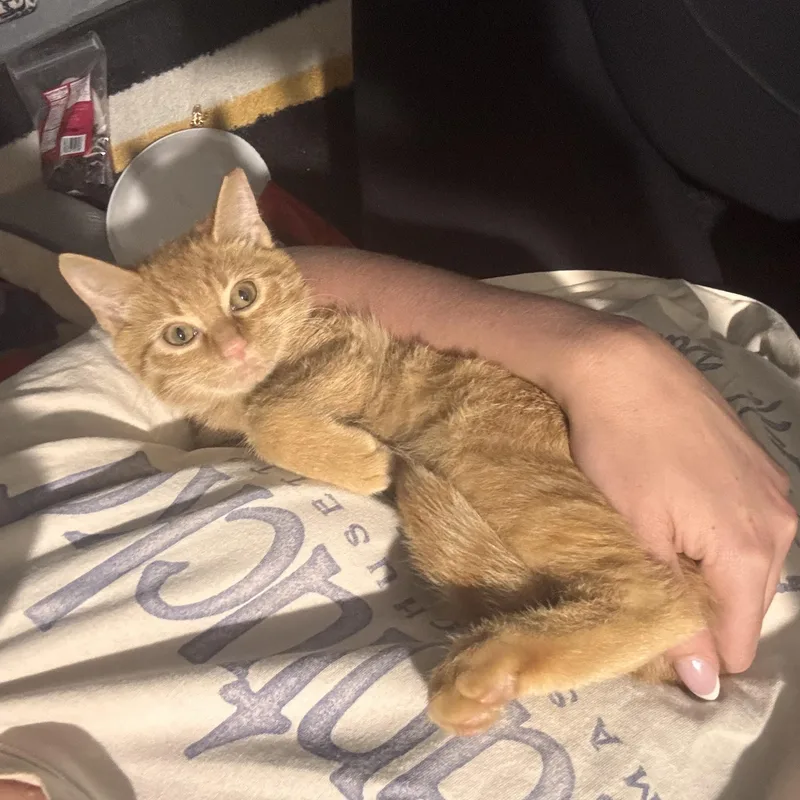 Sal