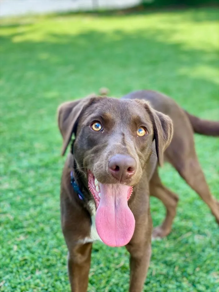 A young medium-sized female Labrador Retriever dog named Cashew for adoption in Chico, CA
