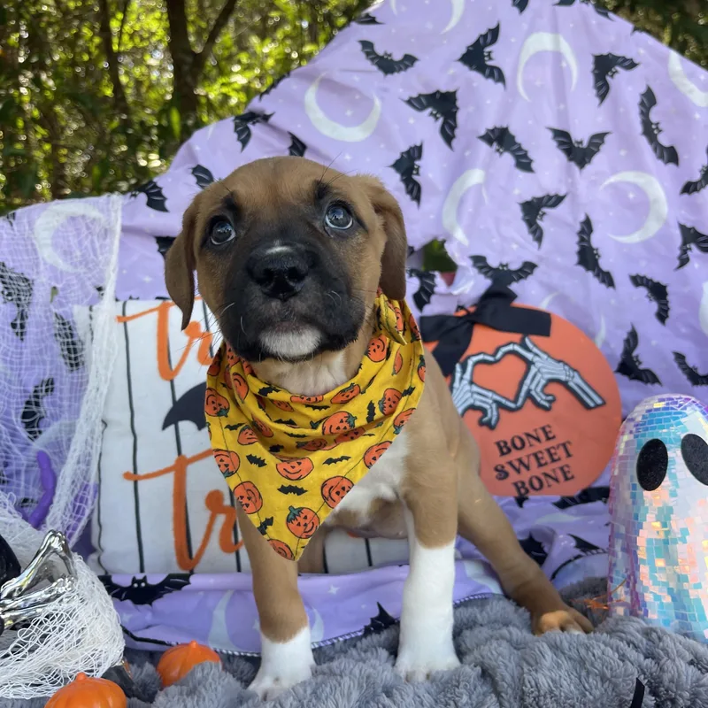 A baby large-sized female Black Mouth Cur dog named Waffles for adoption in Sebring, FL