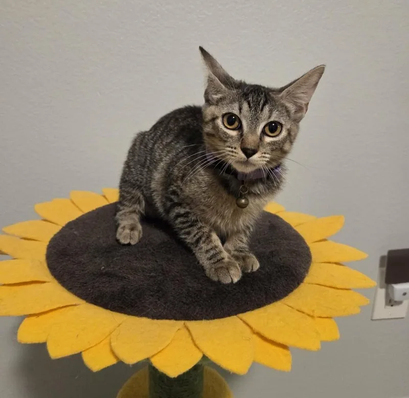 A baby medium-sized female Gray / Blue / Silver Domestic Short Hair cat named Jamie for adoption in Sedalia, CO