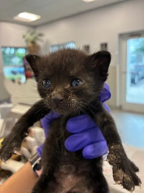 A baby small-sized female Domestic Short Hair cat named Princess Atta for adoption in Palmetto, FL