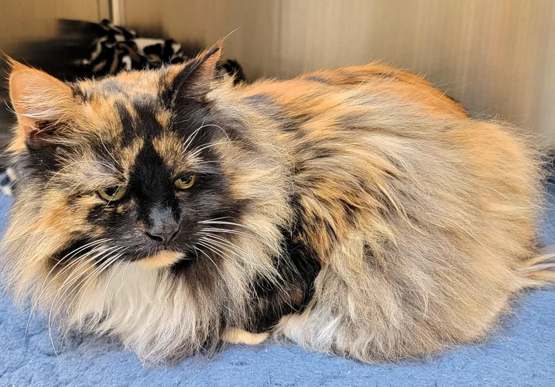 Ms. Patty thumbnail 2