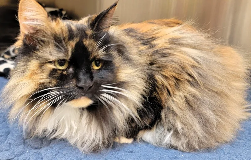 Ms. Patty thumbnail 3