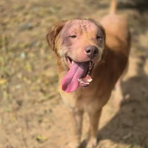 An adult large-sized male Labrador Retriever dog named Douge for adoption in Dover, AR