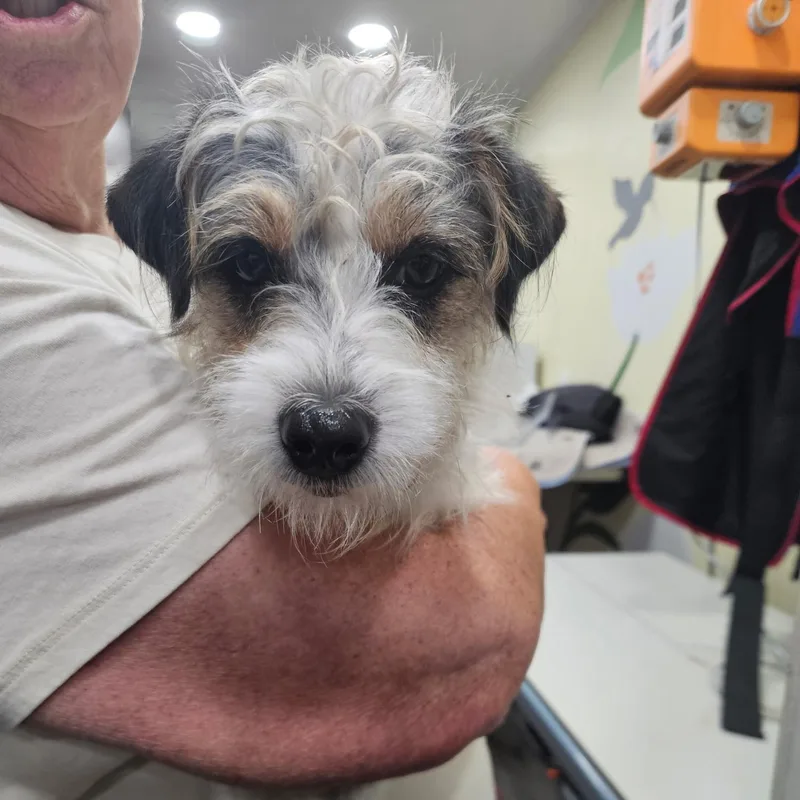 A young small-sized female Tricolor (Brown, Black, & White) Jack Russell Terrier dog named Oakley for adoption in CORPUS CHRISTI, TX