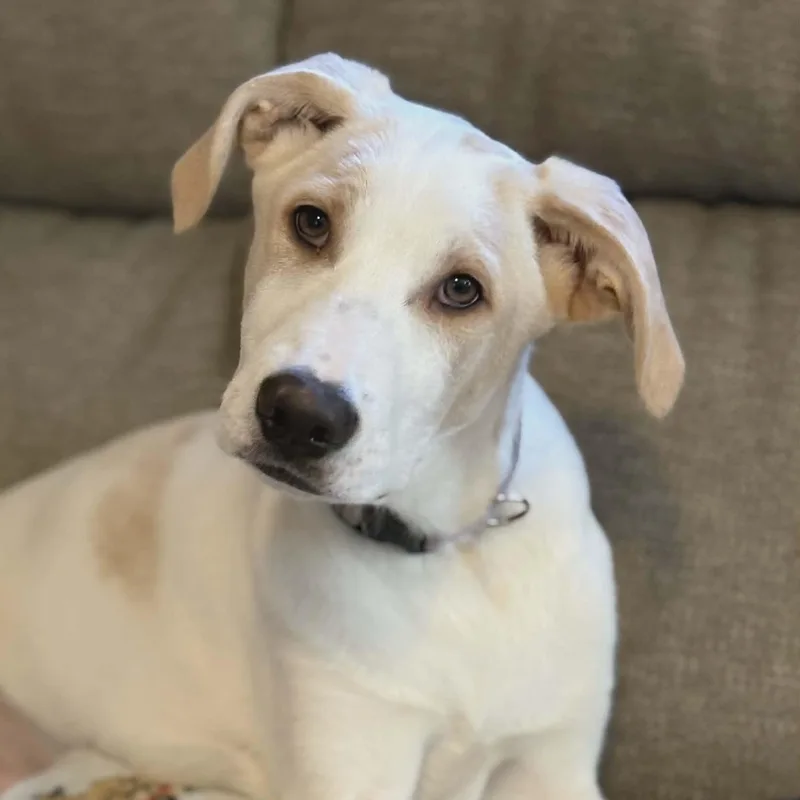 Nash