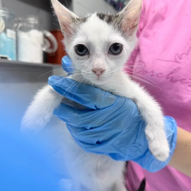 A baby small-sized male White Domestic Short Hair cat named Jay for adoption in Summerville, SC