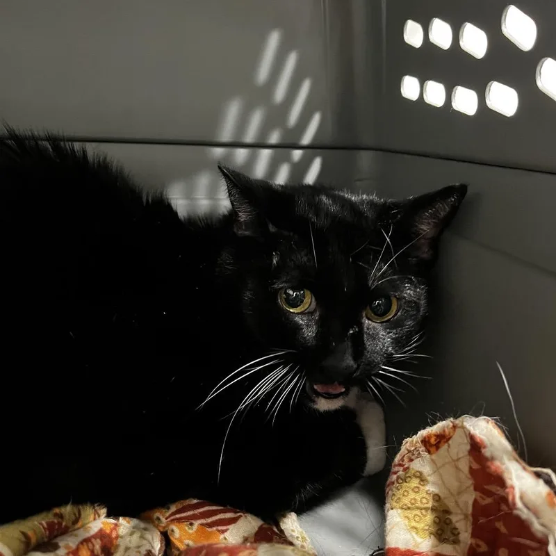 A senior large-sized female Black Domestic Short Hair cat named Sox for adoption in Tampa, FL