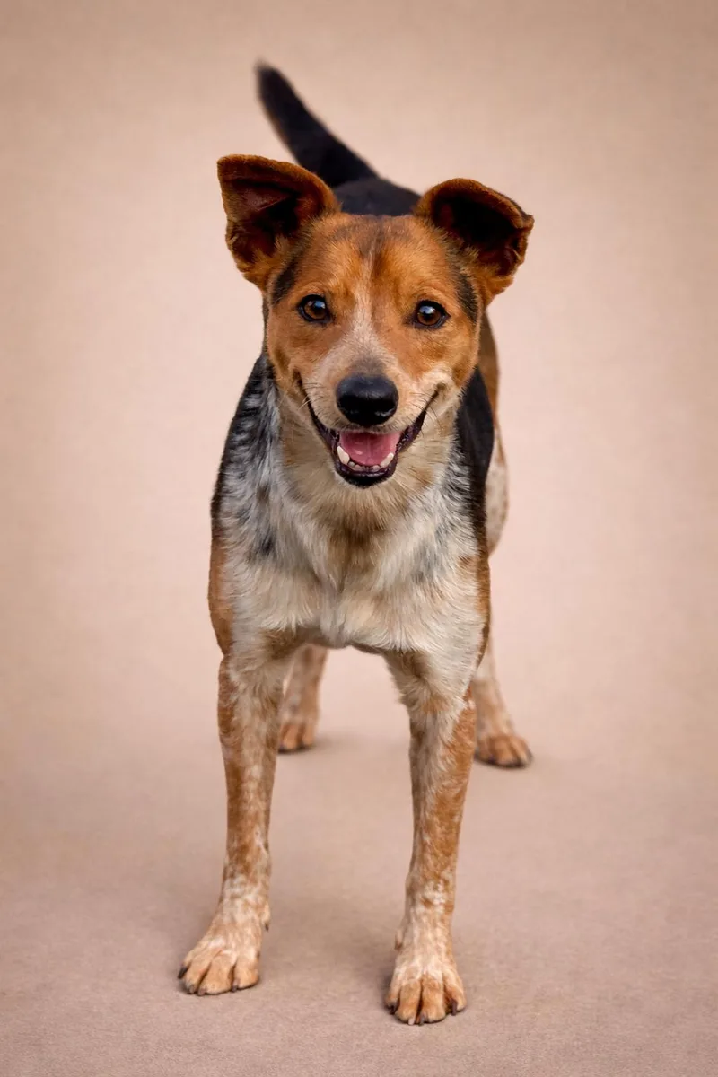 Screech  I Am thumbnail 2