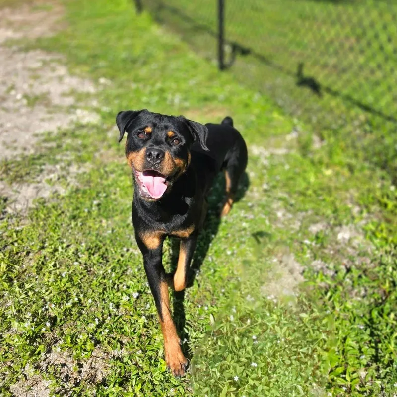 An adult large-sized male Rottweiler dog named D for adoption in Port Charlotte, FL
