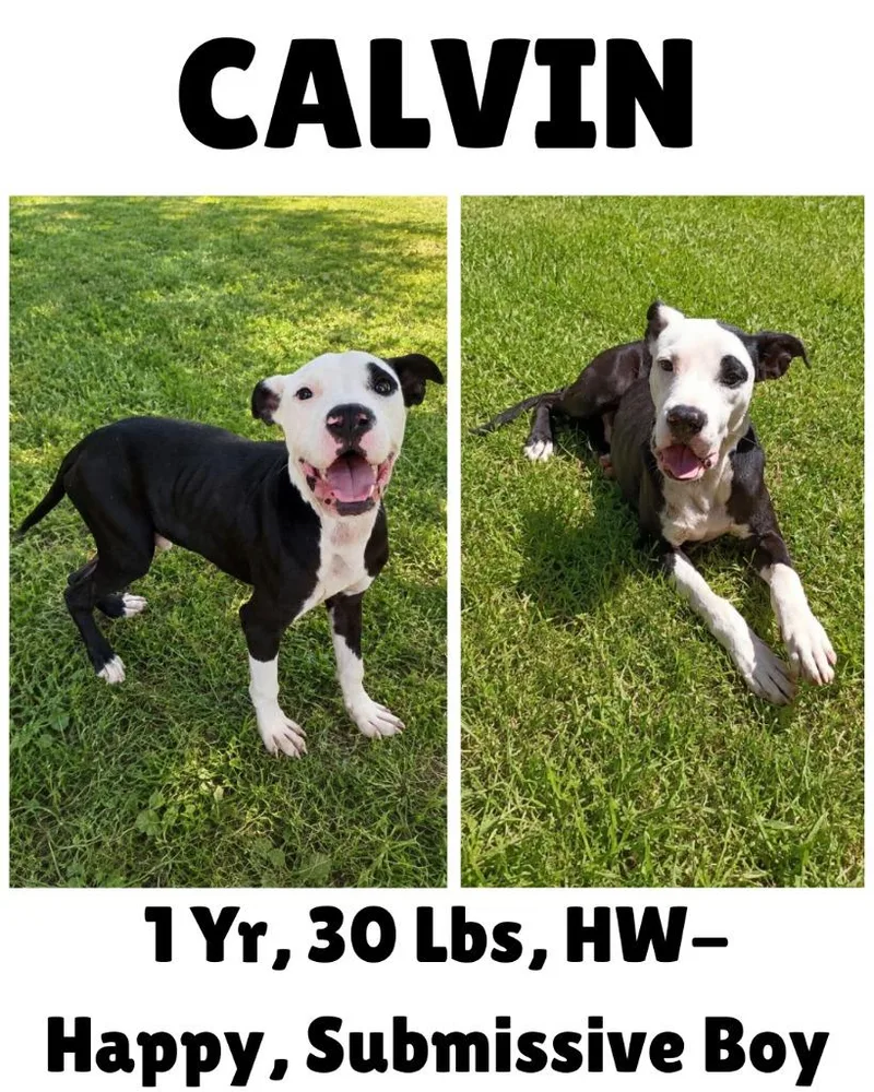 Calvin