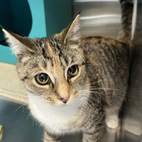 A young medium-sized female Torbie Domestic Short Hair cat named Klonk for adoption in Baltimore, MD