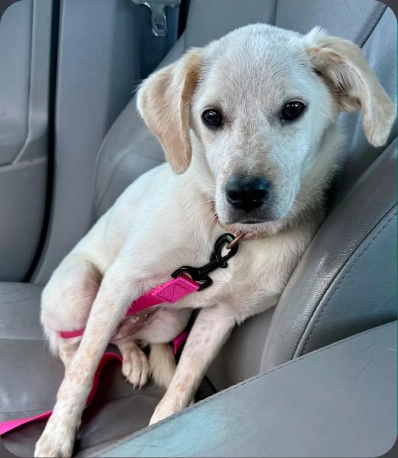 A young medium-sized female Labrador Retriever dog named Daisy Dot for adoption in Saunderstown, RI