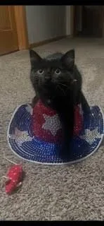 A baby small-sized female Black Domestic Short Hair cat named Kimchi G. for adoption in Peoria, IL