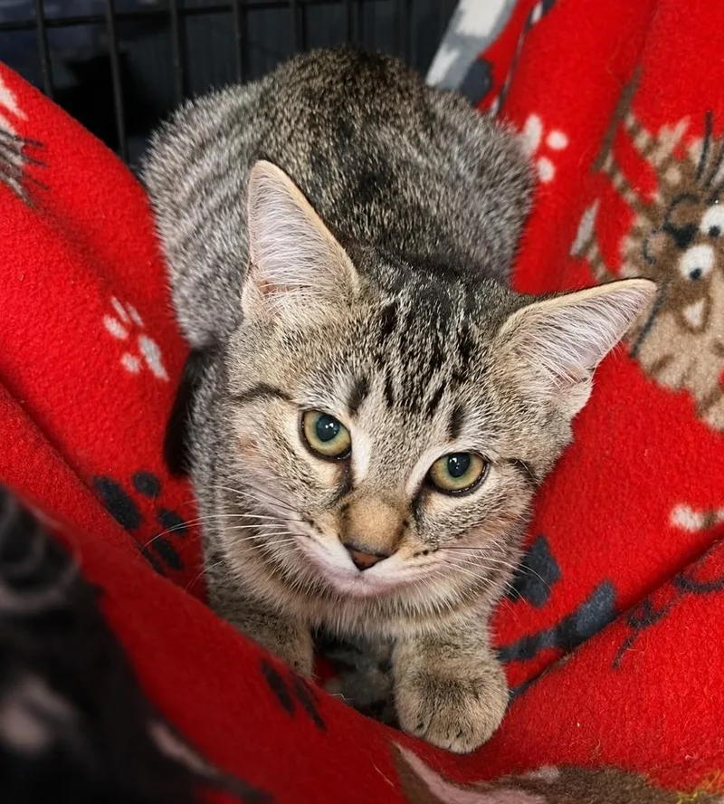 A baby medium-sized female Domestic Short Hair cat named Buffy for adoption in Warren, MI