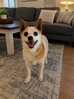 Daisy