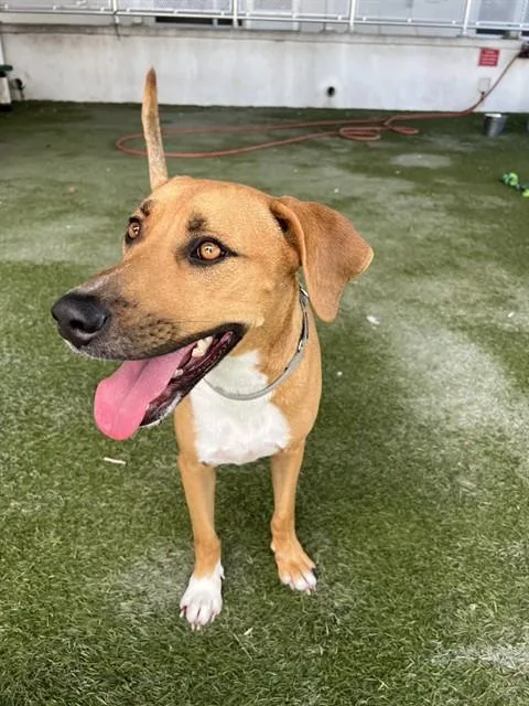 An adult large-sized male Terrier dog named Jacks for adoption in Miami, FL