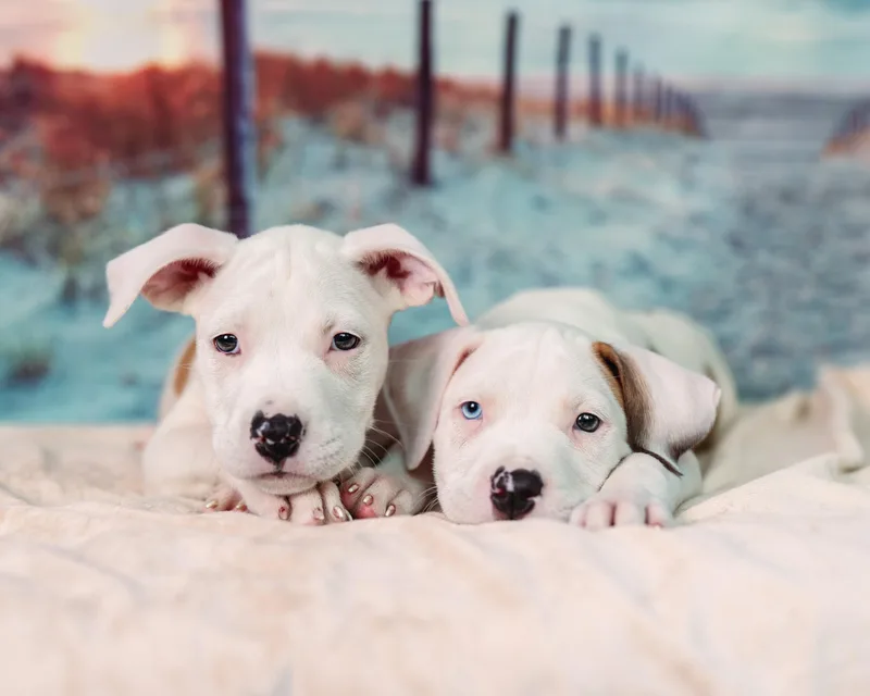 A baby large-sized female Pit Bull Terrier dog named Harbor for adoption in Avon, CT