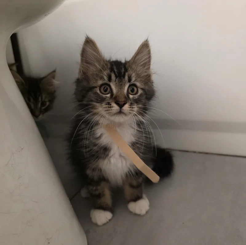 A baby medium-sized male Tabby (Brown / Chocolate) Domestic Long Hair cat named Stork for adoption in Moriches, NY