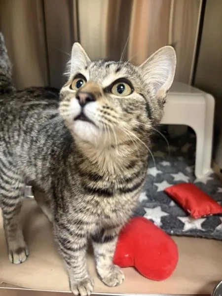 A young small-sized female Domestic Short Hair cat named Miley for adoption in Kennewick, WA