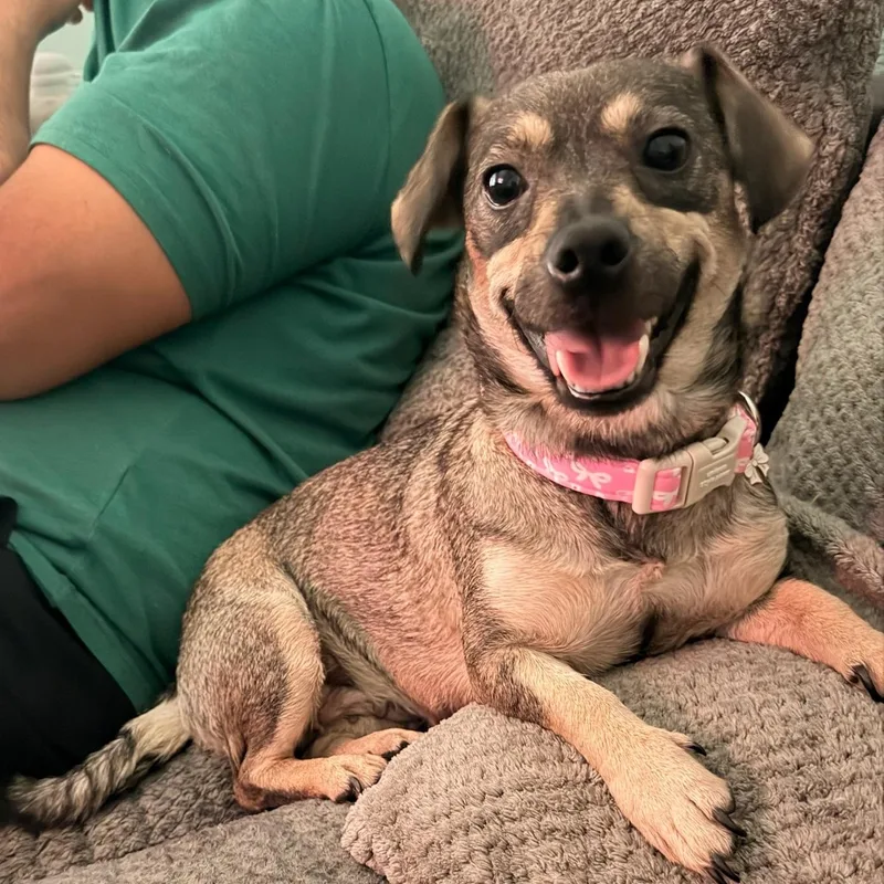 Queenie the Chiweenie