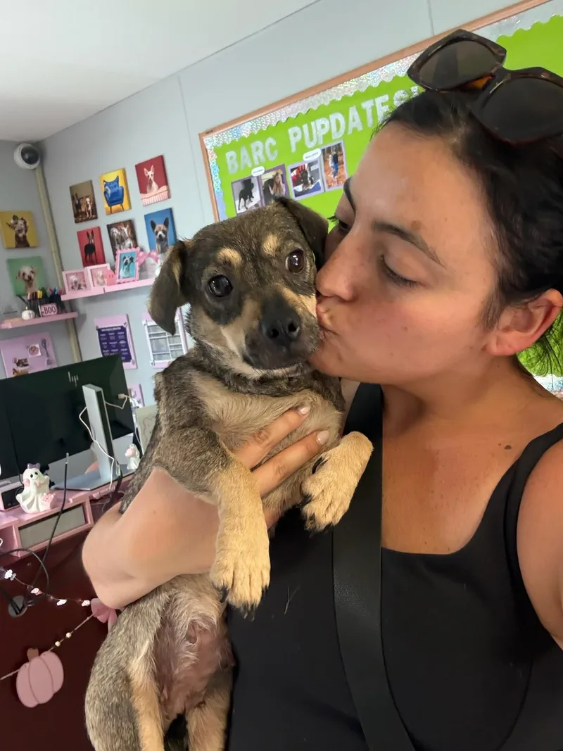 Queenie the Chiweenie thumbnail 3