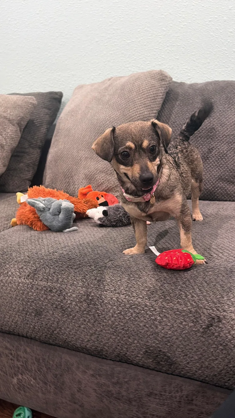 Queenie the Chiweenie thumbnail 4